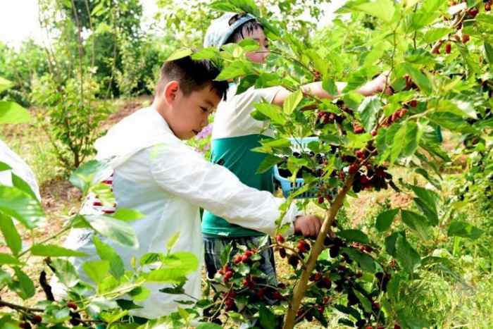 苏州三六六社会实践青少年研学之旅探索桑蚕文化传承丝绸文明