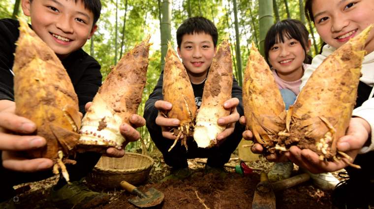 踏春招募中!苏州三六六社会实践:探秘皖南溶洞,体验挖笋野趣